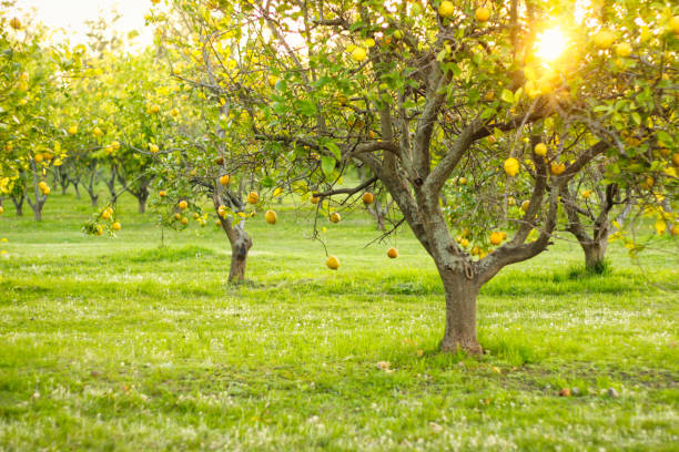 Lemon trees in early spring, orchard at sunset stock photo