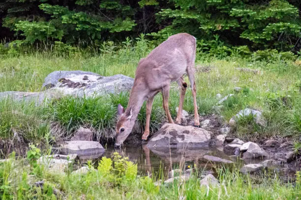 This deer lives in the Rangeley Lake area of Maine, USA