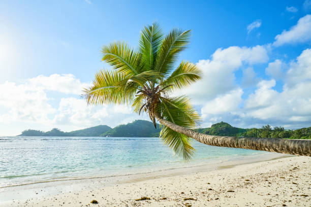 istock coconut palm tree on beach Baie Lazare, seychelles 957787474