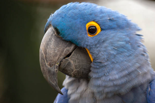 Lears Macaw (Anodorhynchus leari) Lears Macaw (Anodorhynchus leari) lears macaw stock pictures, royalty-free photos & images