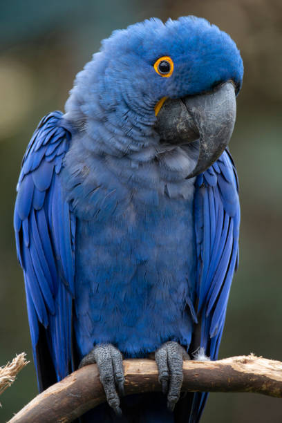 ara di lears (anodorhynchus leari) - claw rainforest outdoors close up foto e immagini stock