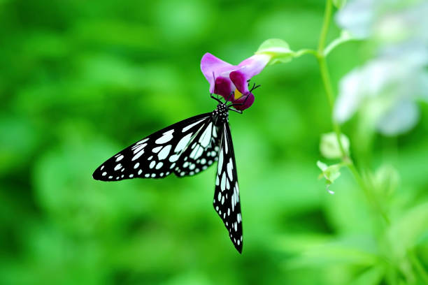 Closeup of a beautiful butterfly landing on a small purple flower in the garden