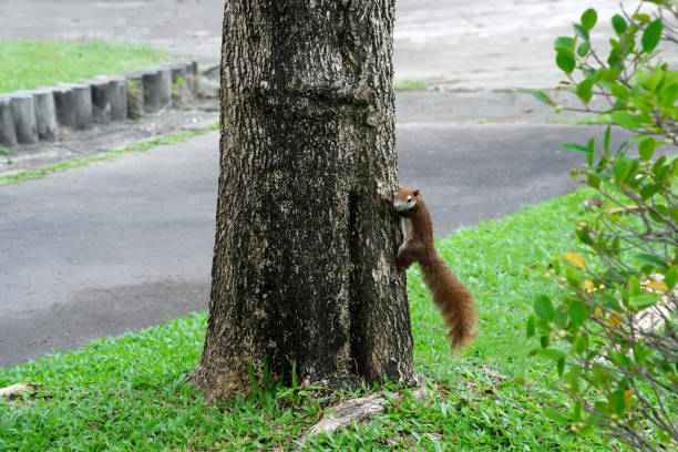 istock A Little Squirrel in the City Park 957791014