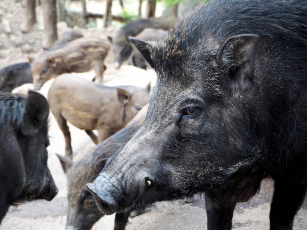 um jovem javali preto - domestic pig animals in the wild wild boar hunting - fotografias e filmes do acervo