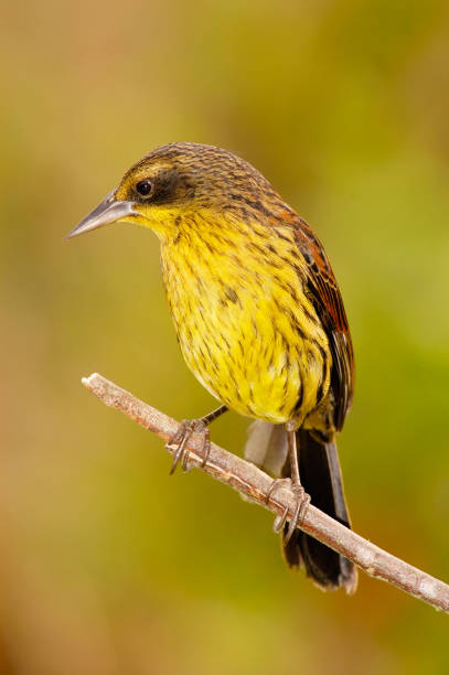 istock Unicolored Blackbird (Agelaius cyanopus) female 957791482