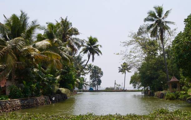 schöne & malerischen backwaters mit ländlichen kerala (indien) mit tropischen palmen, unberührte natur, wasserpflanzen & eine wasserstraße zu kochi & alleppey an einem sonnigen sommertag mit einem klaren blauen himmel führt - allepey stock-fotos und bilder