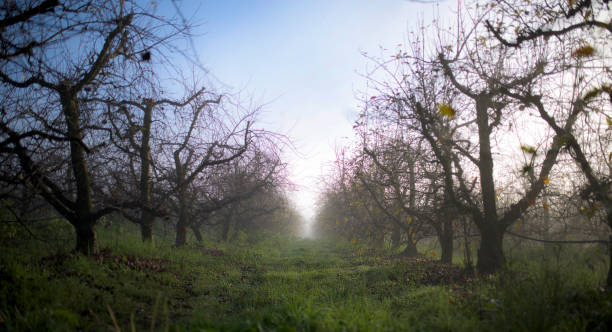 istock Yarra Valley Vineyard Lane 957791692