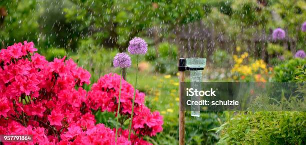 Rain Gauge Stock Photo - Download Image Now - Rain, Yard - Grounds, Rain Gauge