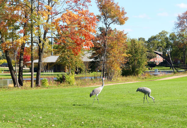 istock Autumn view in a city park. 957792192