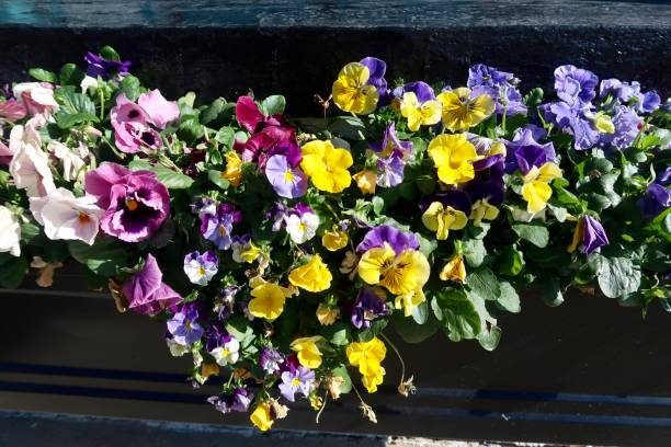 istock Flower Box with Colorful Garden 957796062