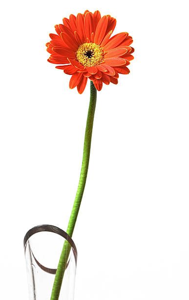 Orange Gerbera in a vase stock photo