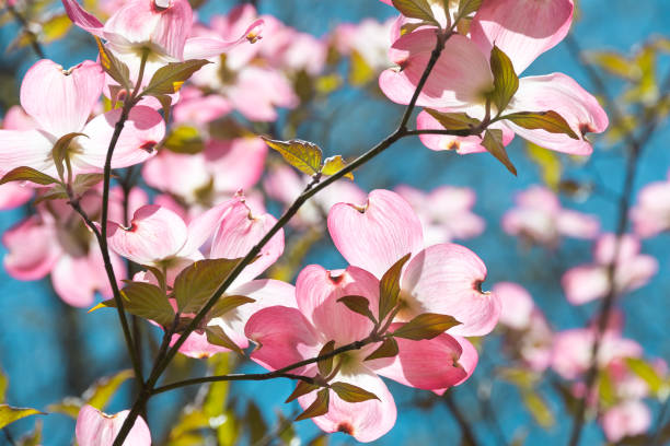 istock Dogwood tree blossom at springtime in park. Spring natural background. 957797806