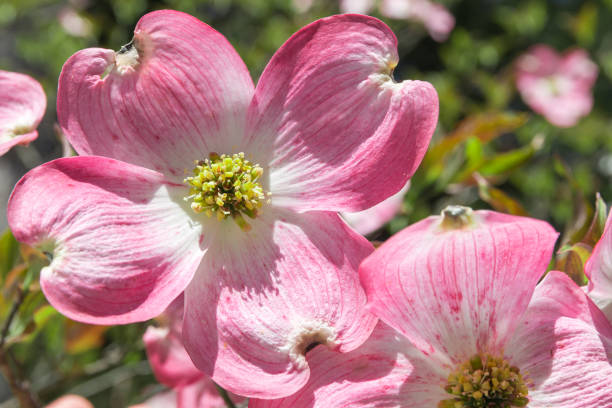istock Dogwood tree blossom at springtime in park. Spring natural background. Selective focus, shallow dof. 957797808