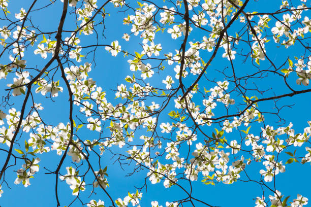 istock Dogwood tree blossom at springtime in park. Spring natural background. 957797830