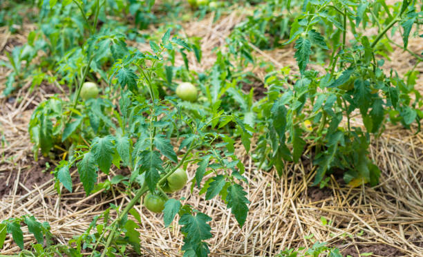 istock Green tomatoes on the ground 957801638