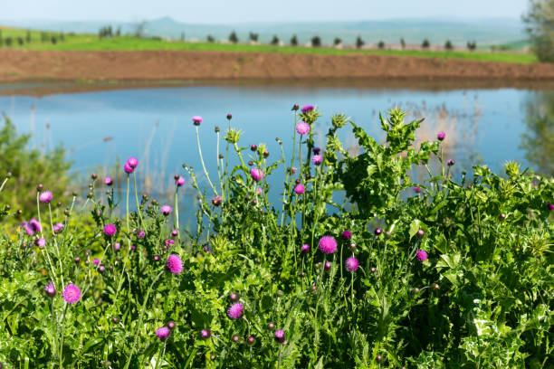 floraison des chardons au bord du lac - rose petals temperate flower scenics prickly rose photos et images de collection