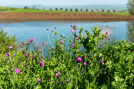 Flowering thistles by the lake