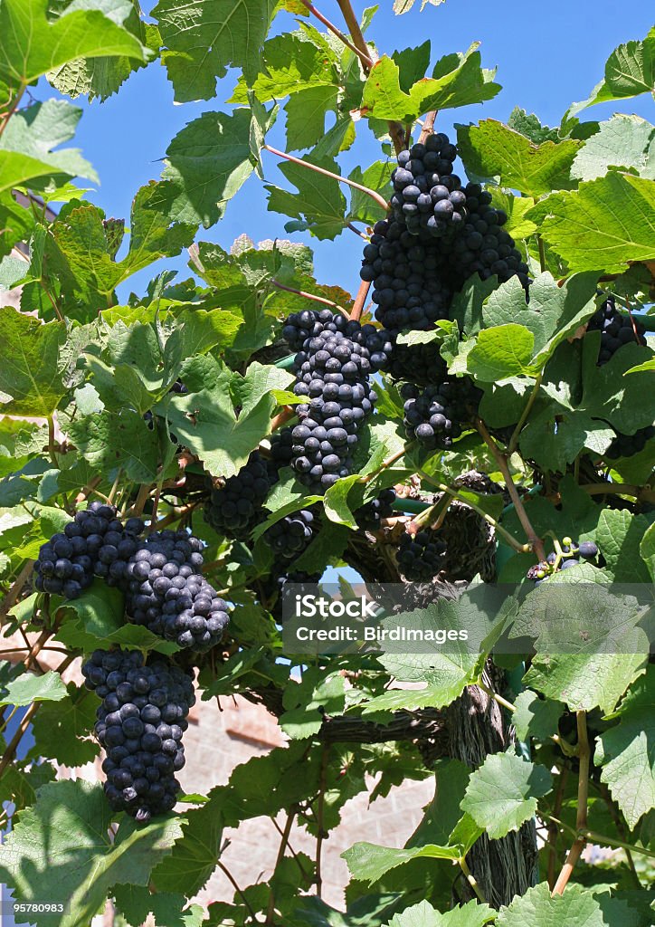 Trauben in einem Weingut - Lizenzfrei Blatt - Pflanzenbestandteile Stock-Foto