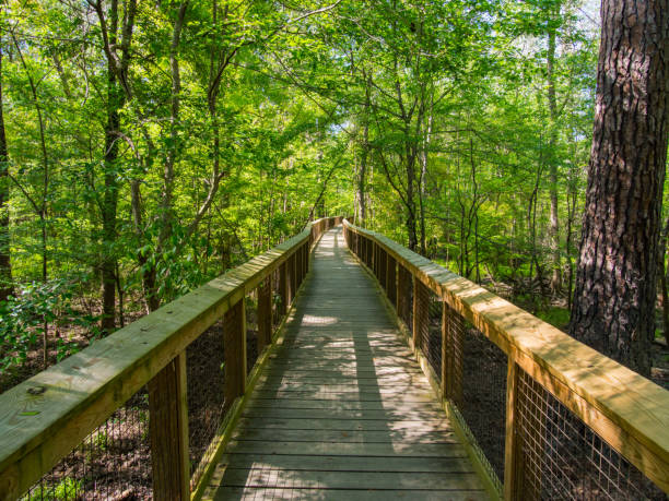 Boardwalk Through Forest of Congaree National Park A wooden boardwalk winding through the forests of Conagree National Park. mauer park stock pictures, royalty-free photos & images