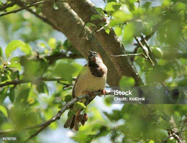 Photo libre de droit de Moineau banque d'images et plus d'images libres de droit de Animaux à l'état sauvage - Animaux à l'état sauvage, Arbre, Assis