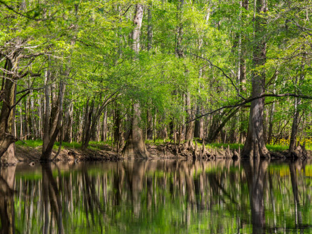 Trees Lined Banks of Cedar Creek, Congaree National Park Cypress, loblolly pines, and other hardwoods growing along the banks of Cedar reek in Congaree National Park in South Carolina. mauer park stock pictures, royalty-free photos & images