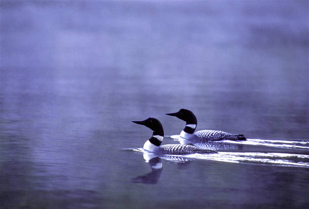 gemeinsamen loon paar - common loon stock-fotos und bilder