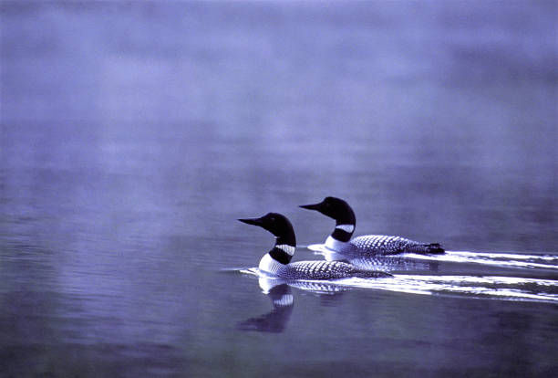Common Loon Pair A pair of Common Loons swims across a foggy lake in Montana. common loon photos stock pictures, royalty-free photos & images