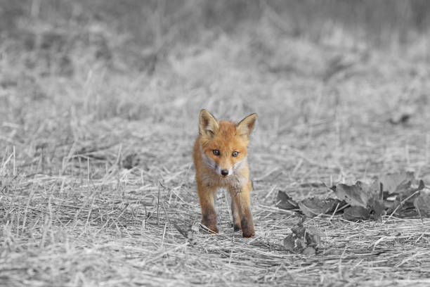 istock Baby Fox In The Morning Sun 957816296