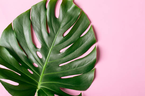 istock Monster leaf on a trendy pink background 957816538