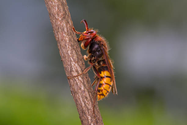 Asian hornet (Vespa velutina), also known as the yellow-legged hornet or Asian predatory wasp, is a species of hornet indigenous to Southeast Asia. It is of concern as an invasive species in European countries like France or Spain.