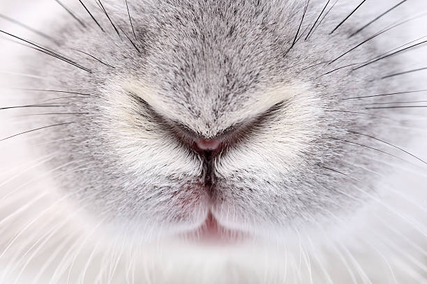 rabbit mouth and nose stock photo