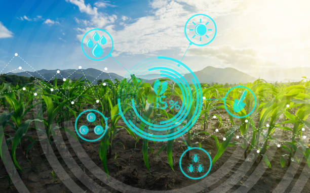 istock Growing young maize seedling in cultivated agricultural farm field with modern technology concepts 957816954