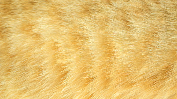 istock Close up of red striped cat for a background. 957816962
