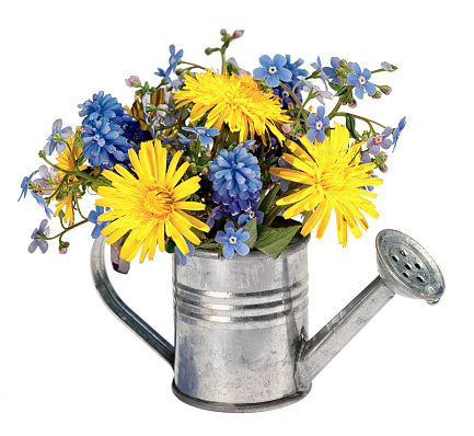 bouquet of yellow dandelions and blue hyacinths and forget me not flowers in a small toy decorative watering can isolated on white background