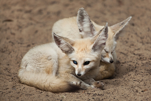 white and brown fox lying on brown sand during daytime photo – Free Animal  Image on Unsplash