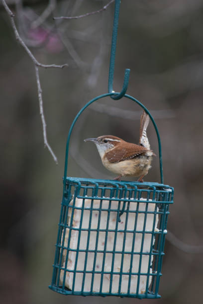 istock Carolina Wren on feeder 957817254