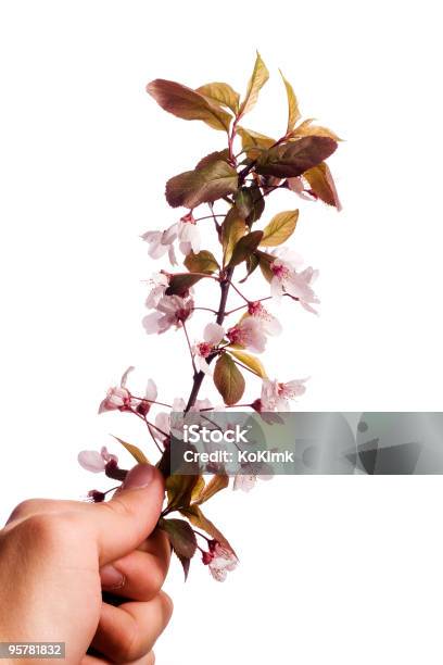 Mão Segurando Árvore De Ameixa Flor - Fotografias de stock e mais imagens de Ameixa - Fruta - Ameixa - Fruta, Amor, Botânica - Ciência de plantas