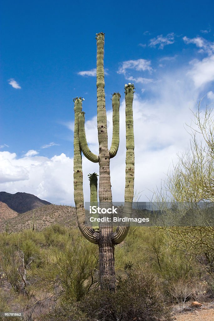 Cactus Saguaro National Park - Photo de Aride libre de droits