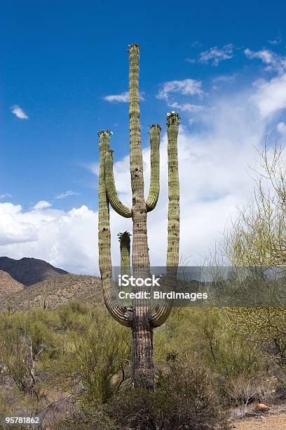 Photo libre de droit de Cactus Saguaro National Park banque d'images et plus d'images libres de droit de Aride - Aride, Arizona, Bleu