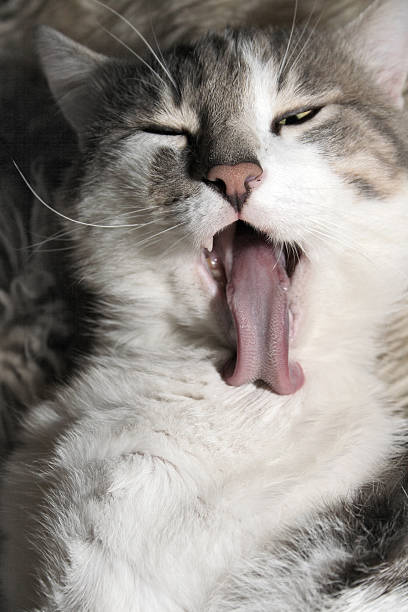 istock cat tongue stick out 95781938