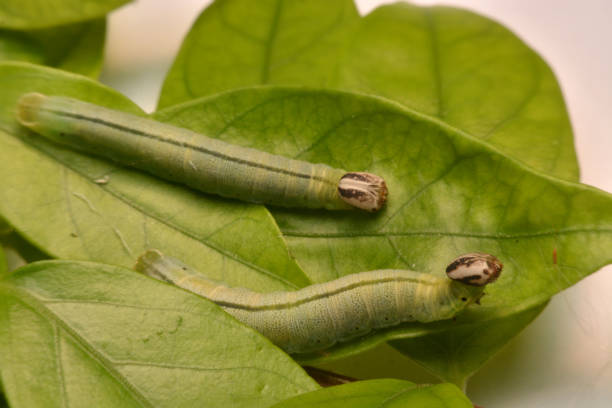 istock Caterpillar Green feeding on a leaf in garden and make damage. Caterpillar on broken leaf 957820014