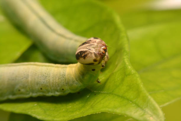 istock Caterpillar Green feeding on a leaf in garden and make damage. Caterpillar on broken leaf 957820026