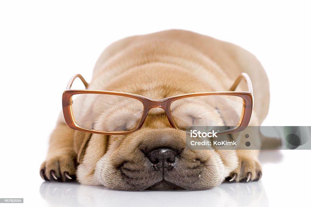 Shar Pei baby Hund, beinahe einen Monat alt - Lizenzfrei Achtlos Stock-Foto