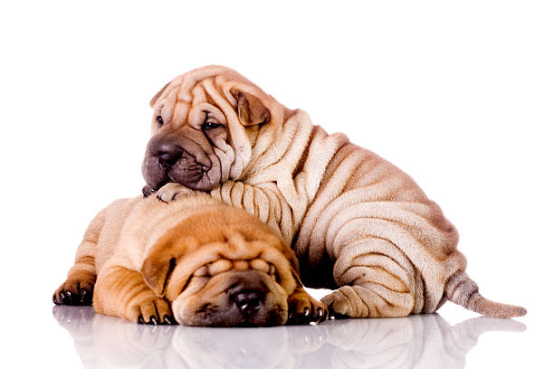 two Shar Pei baby dogs two Shar Pei baby dogs, isolated on white mini shar pei puppies stock pictures, royalty-free photos & images