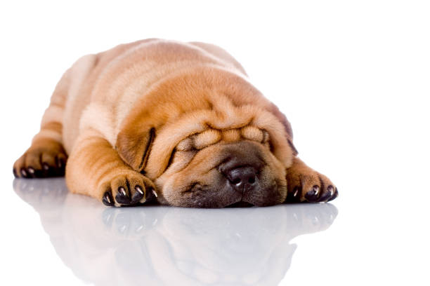 Shar Pei baby dog sleeping, almost one month old
