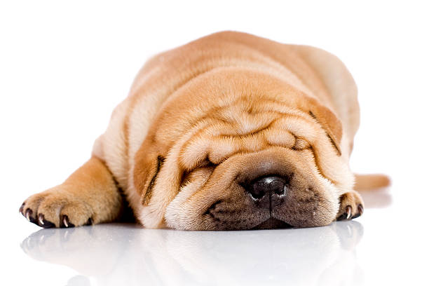 Shar Pei baby dog sleeping cute little Shar Pei baby dog sleeping, isolated on white mini shar pei puppies stock pictures, royalty-free photos & images