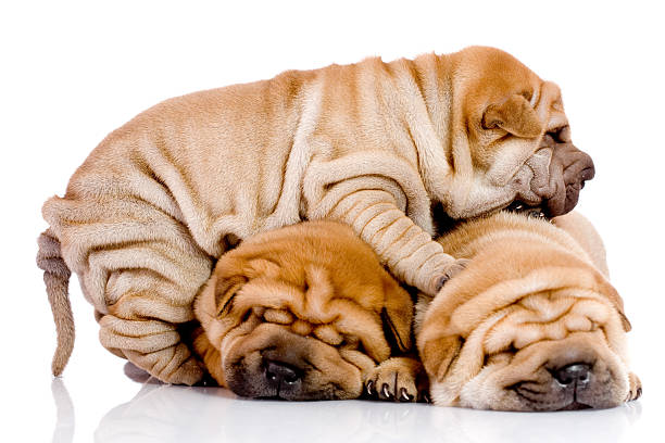 three Shar Pei baby dogs three Shar Pei baby dogs, almost one month old mini shar pei puppies stock pictures, royalty-free photos & images