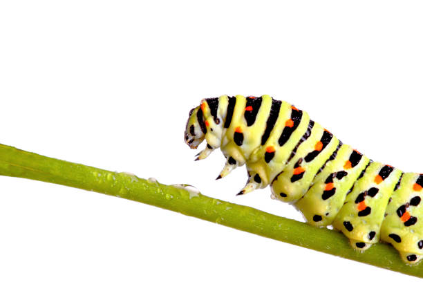 istock green caterpillar of swallowtail 95782590