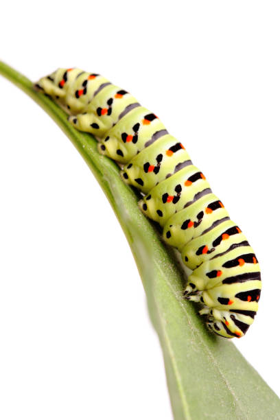 istock green caterpillar of swallowtail 95782637