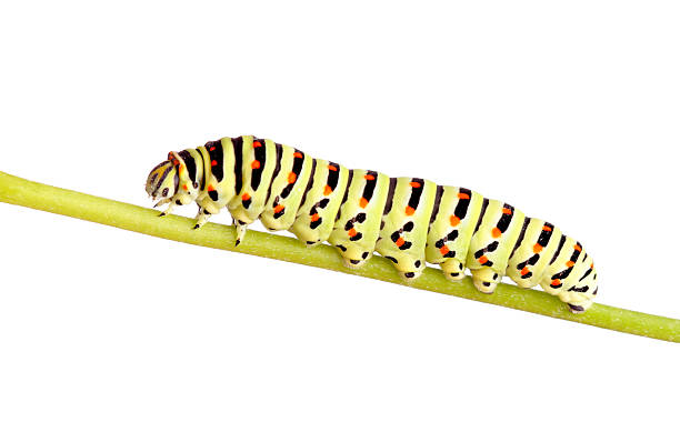 istock green caterpillar of swallowtail 95782647